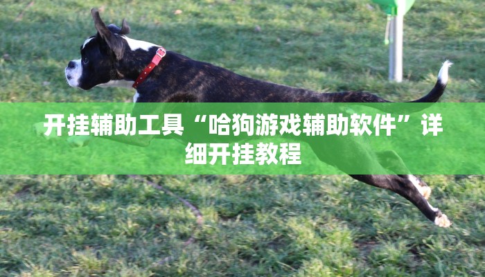 辅助神器“衢州都莱确实真的有挂”其实确实有挂