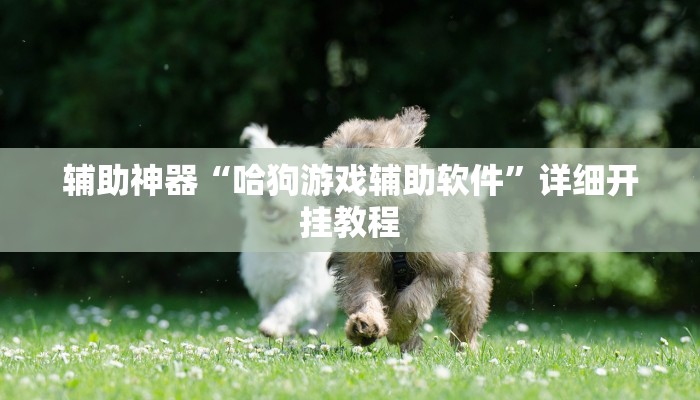 辅助神器“哈狗游戏辅助软件”详细开挂教程